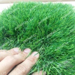 Искусственная трава ПЕЛЕГРИН 50 (2м)