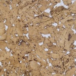 Пробковый пол Wicanders Dekwall HAWAII WHITE RY 77 002
